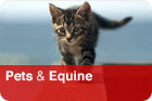 Pets & Equine